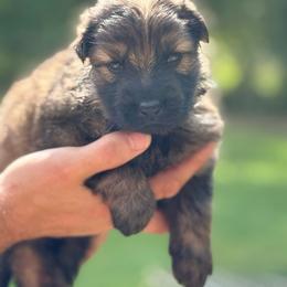 Tan collar - Sable male German Shepherd puppy in Phenix City, Alabama from Black Rose Shepherds