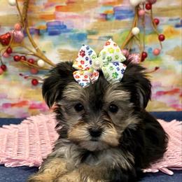Daisy - Black & tan tri-color female Morkie puppy in Monticello, Iowa from Ashley’s Puppies