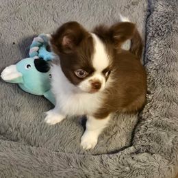 Spruce - Chocolate sabled fawn male Chihuahua puppy in Waxhaw, North Carolina from East Coast Bull Terriers N Chihuahuas