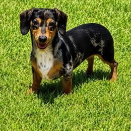 Emmy - Dachshund