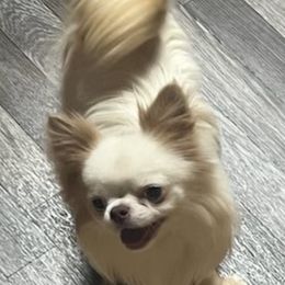 Chihuahua puppies from Heartland Pomeranians and Chihuahuas