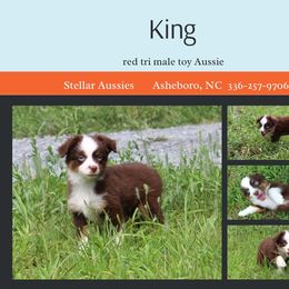 King - Red tri male Toy Australian Shepherd puppy in Asheboro, North Carolina from Stellar Aussies