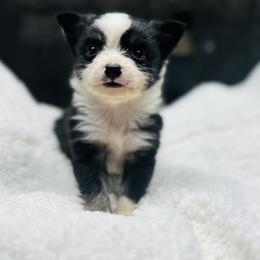 Luca - Black tri male Toy Australian Shepherd puppy in Garvin, Oklahoma from Hochatown Awesome Aussies