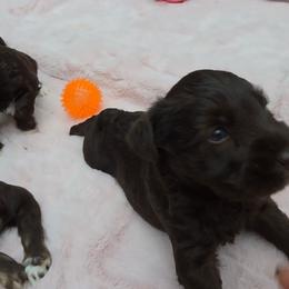 Truffles  (blue eyes) - Liver male Miniature Schnauzer puppy in Panama City, Florida from Emerald Coast Schnauzers