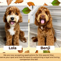 Australian Labradoodle puppies from Adorable Labradoodle