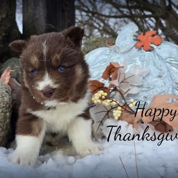 Buckle - Red and white female Siberian Husky puppy in Addison, Michigan from Gray Run Siberian Huskies