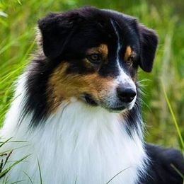 Australian Shepherds from Impact Australian Shepherds