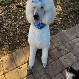 Poodle Puppies from Ocala Standard Poodles