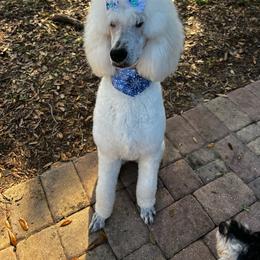 Poodle Puppies from Ocala Standard Poodles