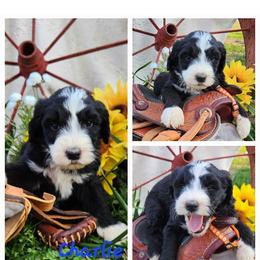 Goldendoodle and Sheepadoodle Puppies from Golden Breeds