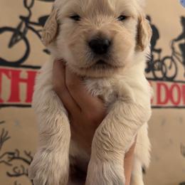Vecna - Golden male Golden Retriever puppy in Duncan, South Carolina from Glimmer Goldens