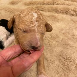 Lottie - Apricot female Poodle puppy in Chino Valley, Arizona from Lane’s Little Longhairs