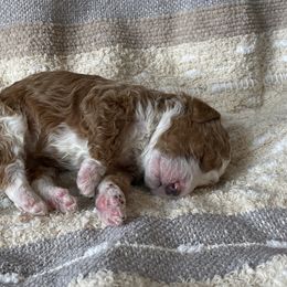 Bernedoodle Puppies from Scarlett Doodles