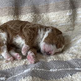 Bernedoodle Puppies from Scarlett Doodles