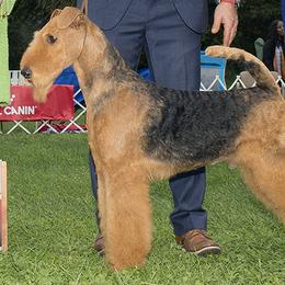 Mitch - Airedale Terrier