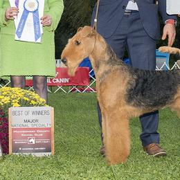 Mitch - Airedale Terrier