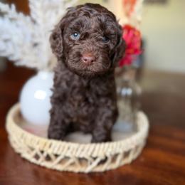 Eclipse - Chocolate male Goldendoodle puppy in Waterford, California from Alvdoodles