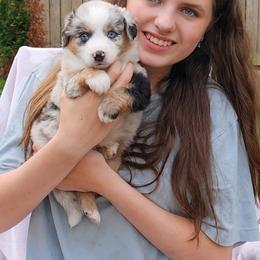 Treasure - Blue merle female Miniature Australian Shepherd puppy in Alexandria, Virginia from Fairfax Aussies