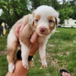 Boy 4 - Red merle Miniature Australian Shepherd puppy in New London, Minnesota from TWO ACRE HILLS