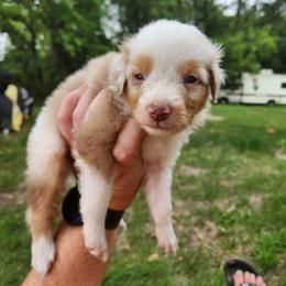 Boy 4 - Red merle Miniature Australian Shepherd puppy in New London, Minnesota from TWO ACRE HILLS
