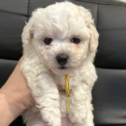 Girl 1 - White female Bichon Frise puppy in Pahrump, Nevada from Calvada's Bichons