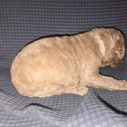 Goldendoodle Puppies from Spirited Doodles