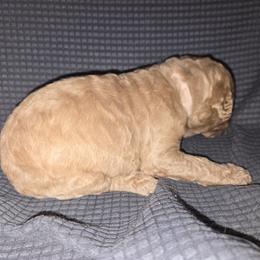 Goldendoodle Puppies from Spirited Doodles