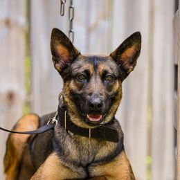 Nyx - Dutch Shepherd