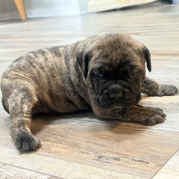 Mo - Red brindle female Bullmastiff puppy in Gaston, Indiana from Fernandes’ Guardians Bullmastiff and French Bulldogs