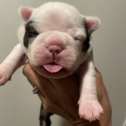 Boston Terrier Puppies from Rocknbostons