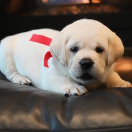 MALE Pick 1 - Yellow male Labrador Retriever puppy in Pasco, Washington from ROCK CREEK LABRADORS