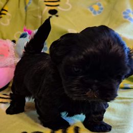 Shih Tzu Puppies from N.F.S.T Imperial ShihTzu Puppies.