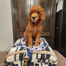 Pinky - Apricot female Poodle puppy in South Willard, Utah from Burge Family Poodles