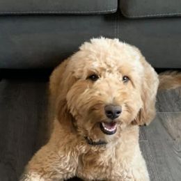 Goldendoodles from A&B Doodles