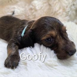 Goofy - Red male Dachshund puppy in Vacaville, California from SchmooterBabies