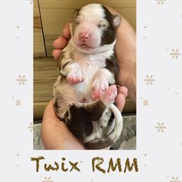 Twix - Miniature American Shepherd puppy in Modesto, California from HeartSong Australian Shepherds