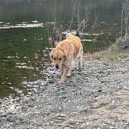 Golden Retriever Puppies from PSI LOVE YOU Goldens
