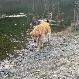 Golden Retriever Puppies from PSI LOVE YOU Goldens