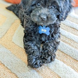 Cavalier King Charles Spaniel and Cavapoo Puppies from VITPOM PUPPIES