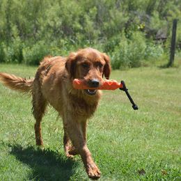 Cowboy - Golden Retriever