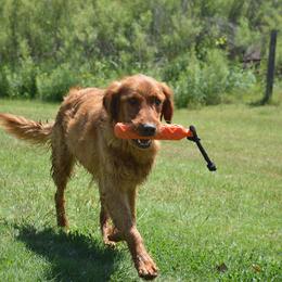 Cowboy - Golden Retriever
