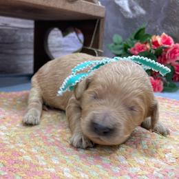 Sprout - Cream male Goldendoodle puppy in Lisbon, Ohio from Willow Lane Doodles