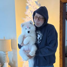Arctic Edge Samoyeds Red Girl - White female Samoyed puppy in Elwood, Indiana from Arctic Edge Samoyeds