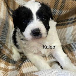 Kaleb - Black and white male Aussiedoodle puppy in Lebanon, Missouri from Cobbs Creek Canines