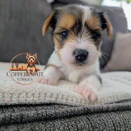 Rocky - Parti male Yorkshire Terrier puppy in Goodyear, Arizona from Copper State Yorkies
