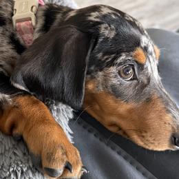 Dachshunds and Rottweilers from Chelsea Woolley