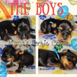 Bravo - Black and tan male Yorkshire Terrier puppy in Ben Wheeler, Texas from Nana's Yorkie Crew