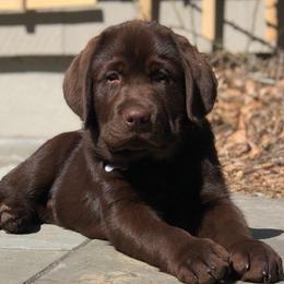 Labrador Retriever puppies from Mullaghmore Labradors