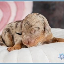 Eros - Chocolate merle male Bernedoodle puppy in Connersville, Indiana from Deaz Doodle Ranch