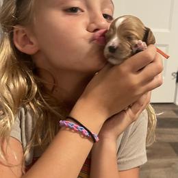 Goldendoodle Puppies from Graystone Doodles